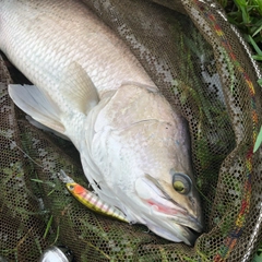 バラマンディの釣果