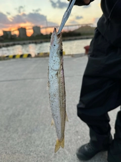 カマスの釣果