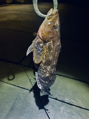 アイナメの釣果