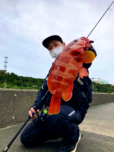 アカハタの釣果