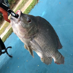 ナイルティラピアの釣果