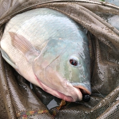 ナイルティラピアの釣果