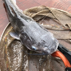 アメリカナマズの釣果