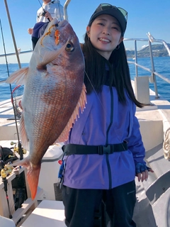 マダイの釣果