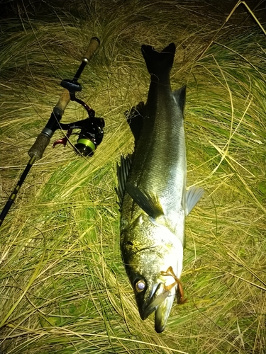 スズキの釣果