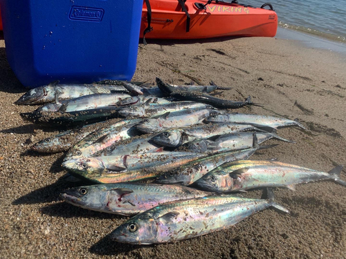 サワラの釣果