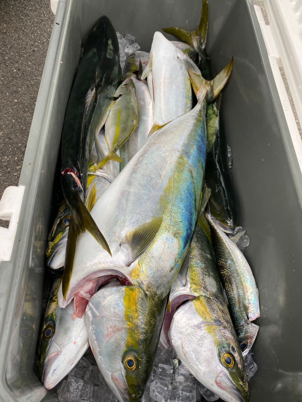 ズボラなけいたさんの釣果 3枚目の画像