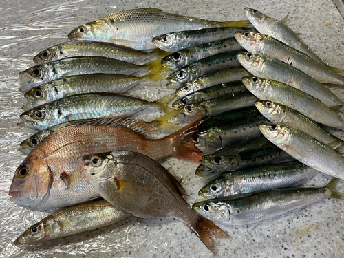 アジの釣果