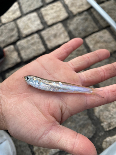 カタクチイワシの釣果