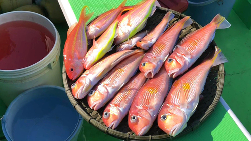 アマダイの釣果