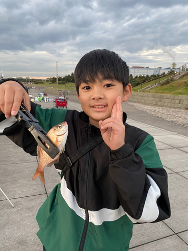 ウミタナゴの釣果