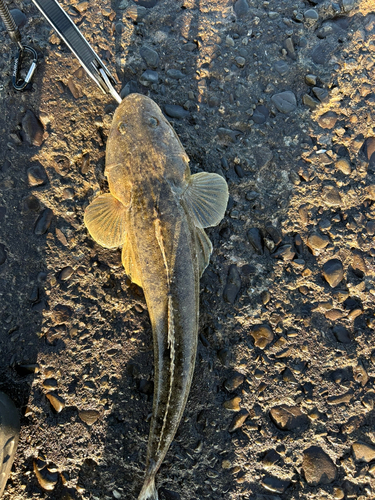 マゴチの釣果