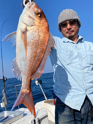 マダイの釣果