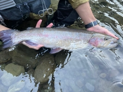 ニジマスの釣果