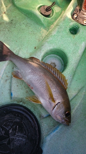 イサキの釣果