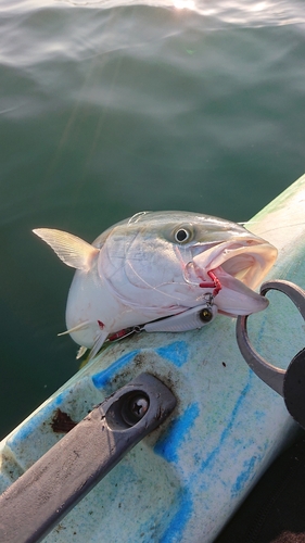 ヤズの釣果