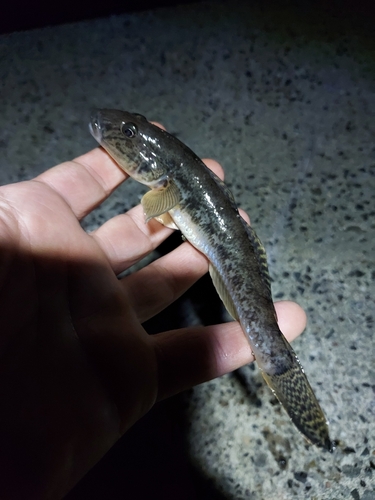 マハゼの釣果