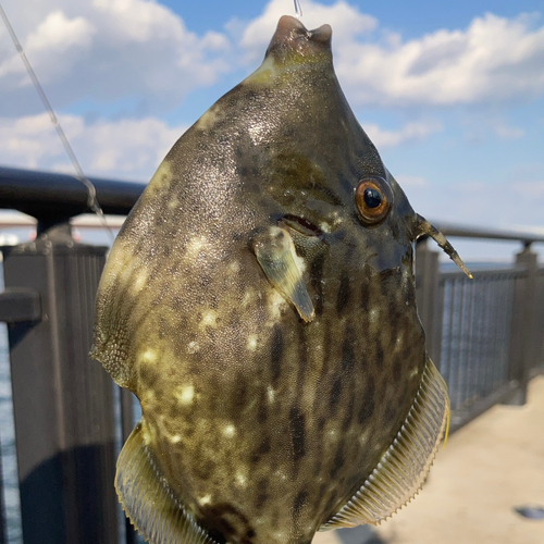 カワハギの釣果