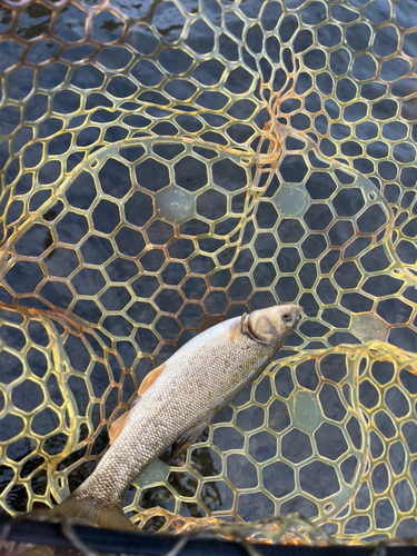 ウグイの釣果