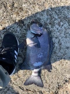 イシダイの釣果