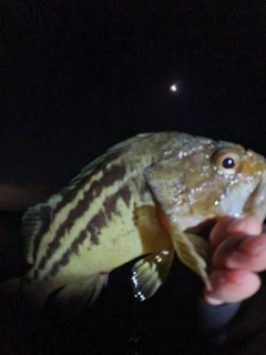 シマソイの釣果