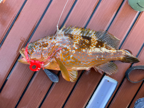 アコウの釣果