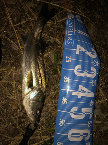 シーバスの釣果