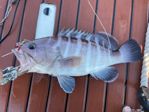 マハタの釣果