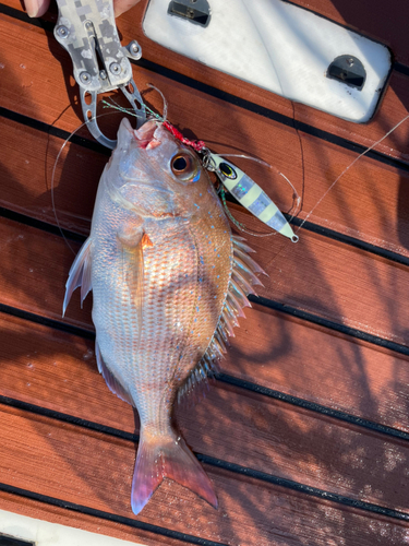 チャリコの釣果