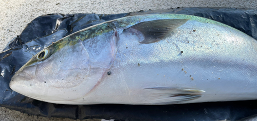 ブリの釣果