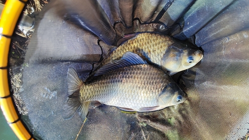 ヘラブナの釣果