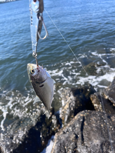 コノシロの釣果