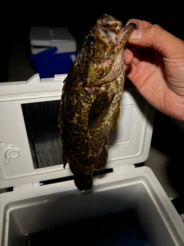 タケノコメバルの釣果