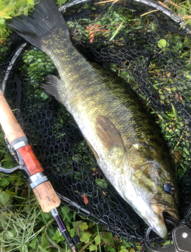 スモールマウスバスの釣果