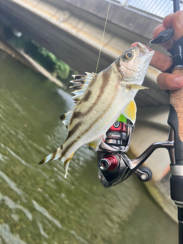 コトヒキの釣果