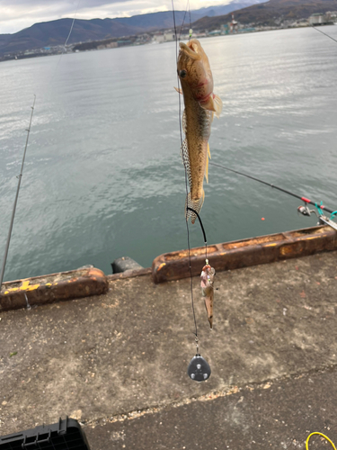 ハゼの釣果