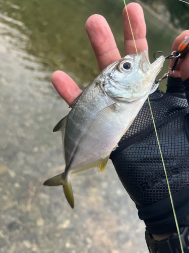 メッキの釣果