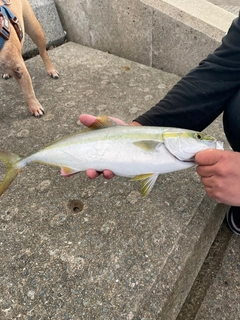 ヤズの釣果