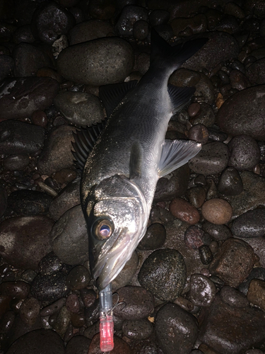 セイゴ（ヒラスズキ）の釣果