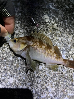 エゾメバルの釣果