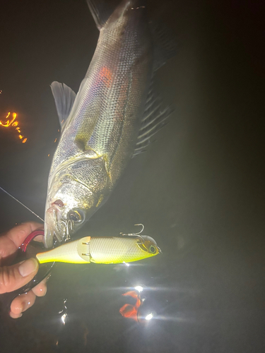 シーバスの釣果