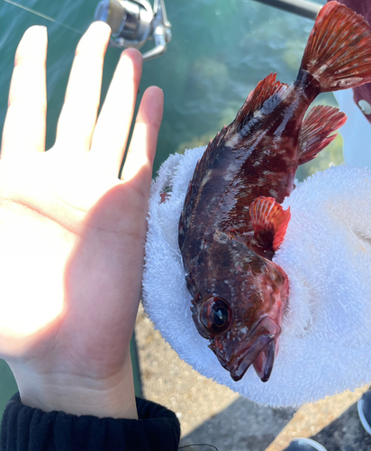 カサゴの釣果