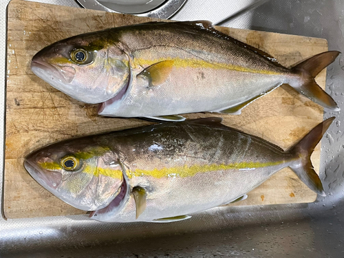 カンパチの釣果