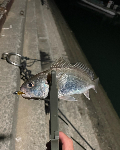 シログチの釣果