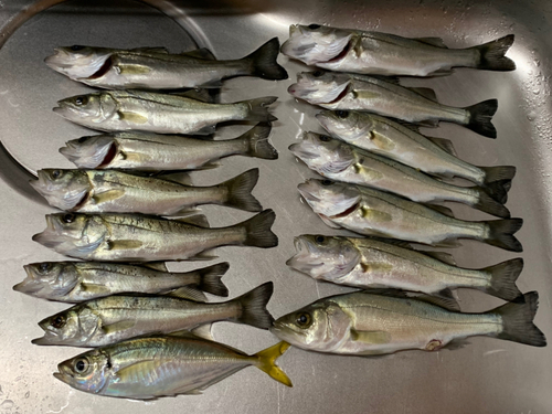 セイゴ（マルスズキ）の釣果