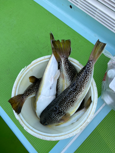 ショウサイフグの釣果