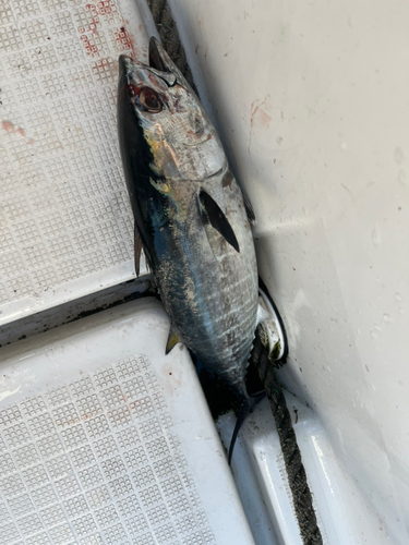 メジマグロの釣果