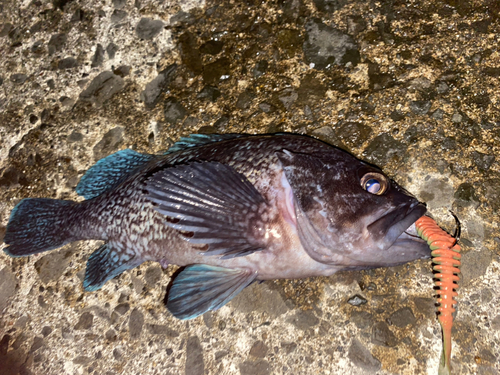 マゾイの釣果