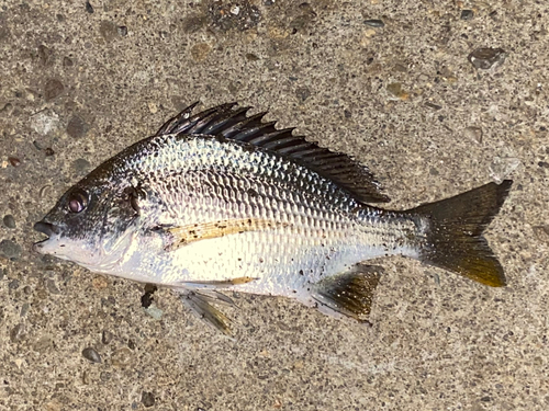 キチヌの釣果