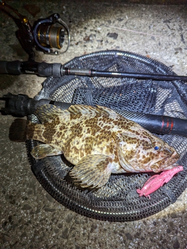 タケノコメバルの釣果